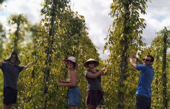 THUY HOUSE ORGANIC FARM SPECIALIZES IN PROVIDING FLAVORS AND PHU QUOC
