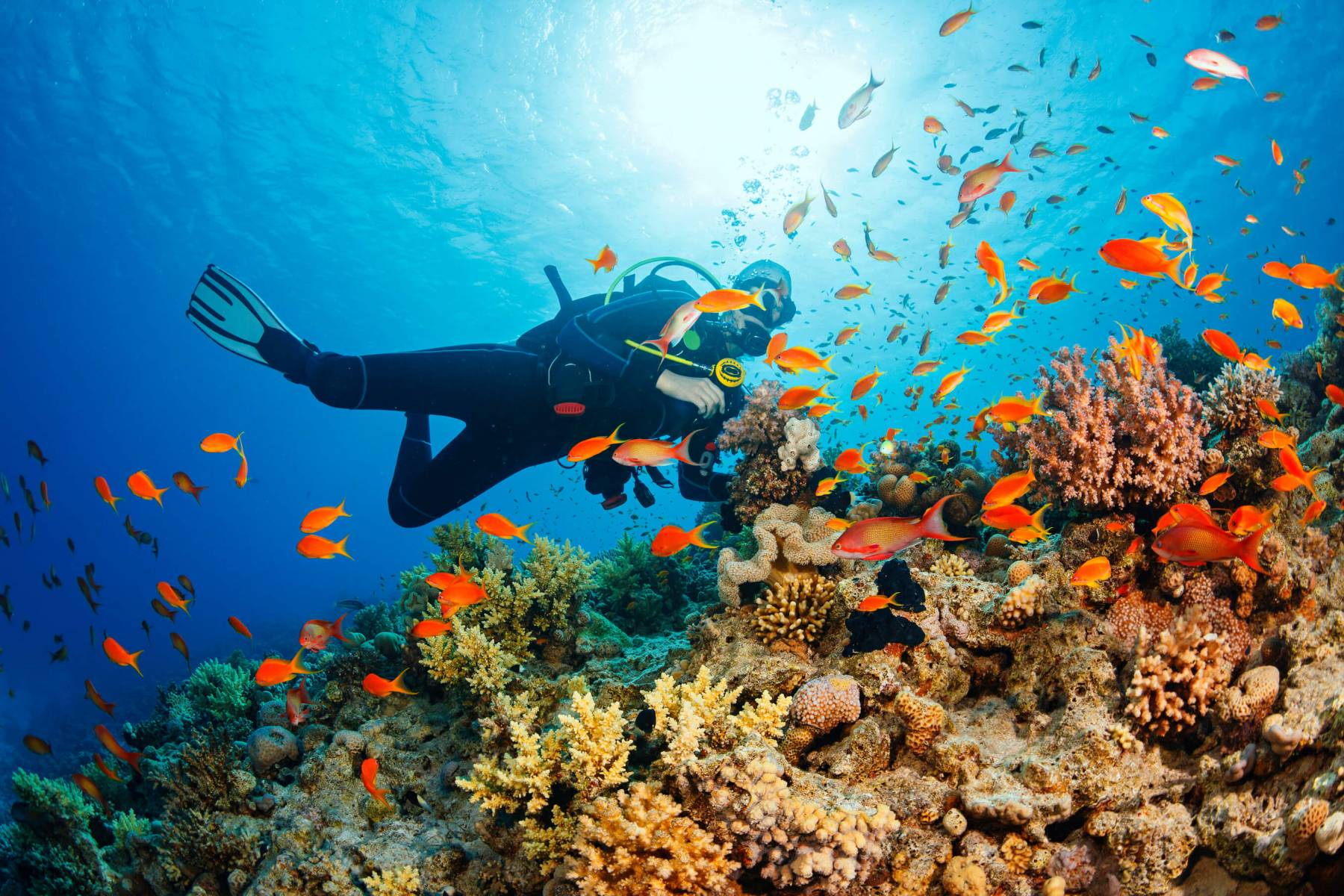 phu-quoc-snorkeling-01_1692678258.jpg (325 KB)